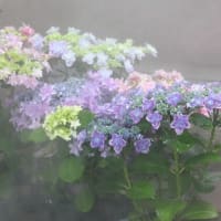 夏の風物詩～～