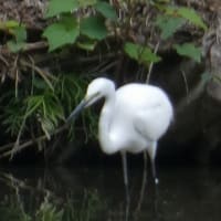 於大公園 ： アジサイ・・・通院？、なぜか今日は３人の知人にしか会えませんでした。