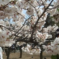 桜、くらべ