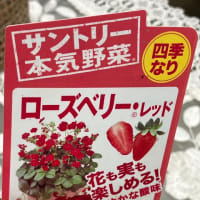 赤い花のイチゴ苗