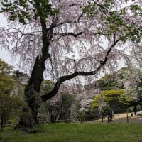 ４月の東京国立博物館（庭園の桜）