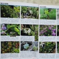 〈日記〉594：『宗像・福津の植物ガイド』発行