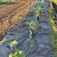 スイカ苗の植え付け