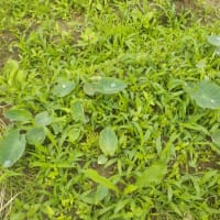ズッキーニの次は里芋