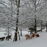 ゲリラ降雪