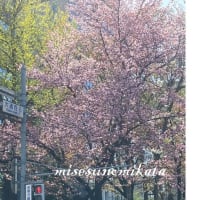 🌹春の息吹を感じる札幌大通公園の花見日記🌹