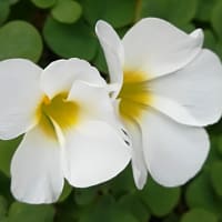 立冬