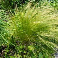 宿根草園では