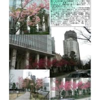 施設案内東京-540  赤坂サカス