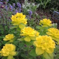庭の花