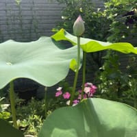夏至（エキナセア、蓮のつぼみ、葡萄、イチジク、すだち）
