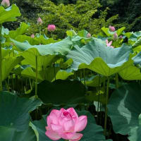 蓮の花は見ごろ　小山田神社と薬師池公園　