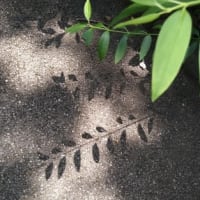 地面の下の虫のこどもたち