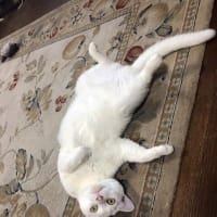 白猫が落ちていた