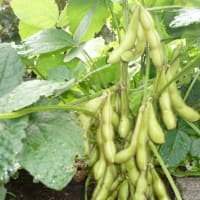 秋野菜！＾＾