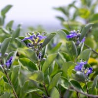 浜栲