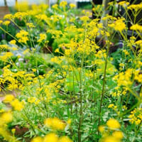 キキョウ、オミナエシの花と茄子の実（足立区都市農業公園 2025.7.6 撮影）