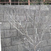 少しずつツボミが膨らみつつある梅