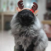 黒いお鼻のトナカイシャン
