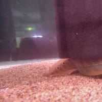今週の入荷魚　6月21日