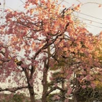 お花見らしきこと