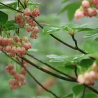 6月14日　”梅雨の頃「花」と「眺望」・「地形」を楽しむ観察会～赤城山地蔵岳・小沼・長七郎山を歩く～”　は無事終了しました