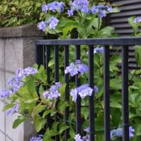 コオニユリが咲き始めました