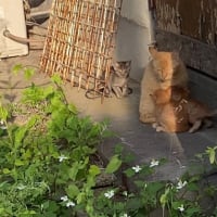 保護猫騒動顛末記①