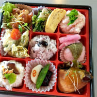 春のお弁当
