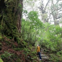 短時間で屋久島らしい森を堪能できるヤクスギランド【屋久島自然学校ガイドツアー】