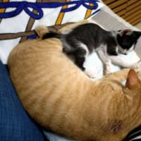 姉宅の保護猫、その後