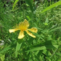 今日も向島百花園です