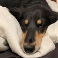 大雨でランちゃんここに爆眠！