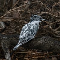 今季お初です