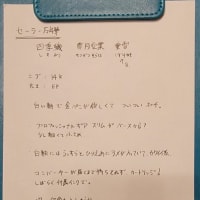 万年筆：セーラー万年筆 四季織 雪月空葉 垂雪