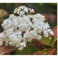 春の庭は花やか