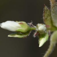 鉢植えの「ジューンベリー」（１）早春の花