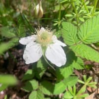 ４月１２日わち山野草の森へ、そのほかの花・・・