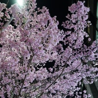 陽光桜、いよいよ咲く。