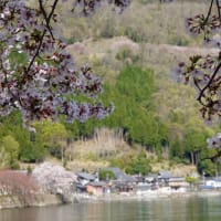遅咲きの桜を追いかけて奥琵琶湖へ