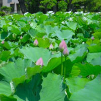 藤沢鵠沼・蓮池花見散歩