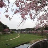 瀬谷の桜をめぐる　１