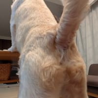 デザート