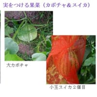 梅雨明けの畑は・・　　－ 2025.7上 －