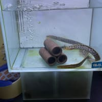 にしーお