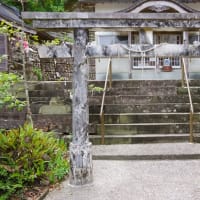 徳島県海陽町、久保久保「宍喰八幡神社のクスノキ」です！！