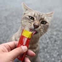 沖縄県の猫たち　2025年1月　その25