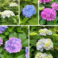 アジサイ（紫陽花）