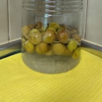 梅シロップとこたろうくんとナミアゲハ