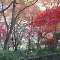 紅葉～神川町の冬桜・飯能の東郷公園・鳥居観音～